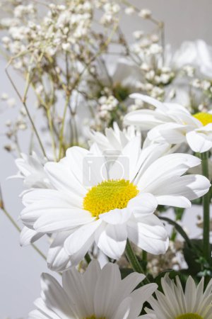 Photo for A large white chrysanthemum flower stands out against a white background - Royalty Free Image