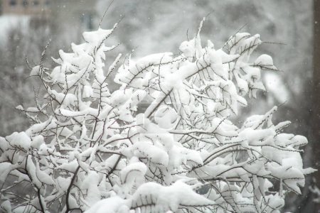 Eine Nahaufnahme schneebedeckter Äste vor einem weichen, unscharfen Hintergrund. Die zarte Schönheit der Natur im Winter.