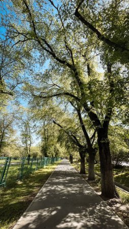 Stadtparkweg an einem sonnigen Tag, umgeben von großen grünen Bäumen, bietet einen schattigen Platz für einen Spaziergang, Spaziergang in der Natur.