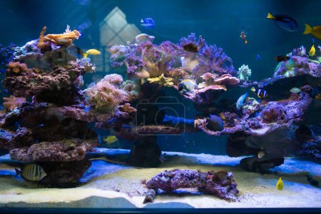 Un impresionante acuario de agua salada lleno de peces vibrantes y coral colorido crea una escena submarina fascinante.