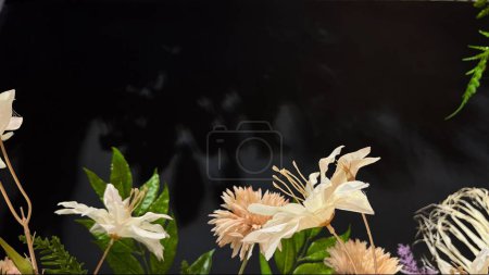 Several dried cream color flowers on long stems with green leaves on the black background. Isolated on black.