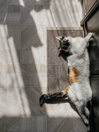 El gato está acurrucado y se ve muy cómodo. La luz del sol está brillando a través de la ventana y creando un ambiente cálido y acogedor.