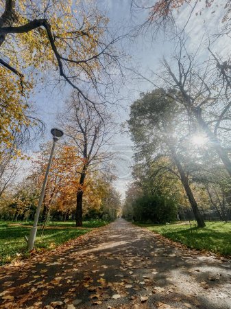 Photo for Discover the beauty of a tree lined park with a path covered in crunchy fallen leaves in autumn. A great place to relax and enjoy nature. - Royalty Free Image