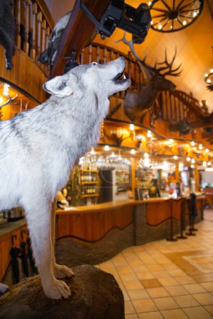 Téléchargez les photos : Un loup gris grandeur nature debout sur un écran de taxidermie rocheuse dans un restaurant avec des murs lambrissés et un balcon. - en image libre de droit