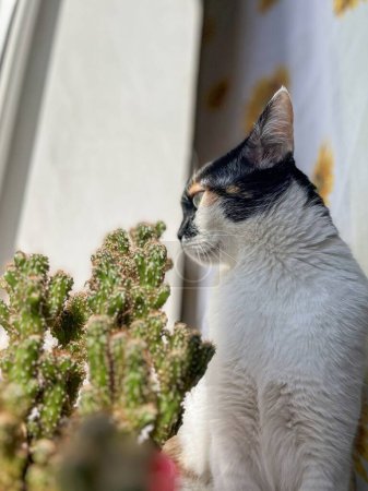 Un moment serein capturé comme un chat curieux regarde par la fenêtre, encadré par un cactus vert vibrant, mettant en valeur la beauté de la nature.