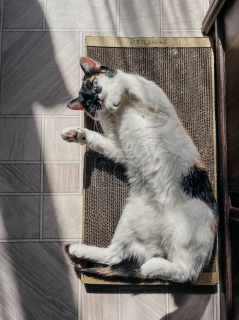 Ein süßes Kätzchen sonnt sich im warmen Sonnenlicht in einem charmanten Haus mit Vintage-Dekor und rustikalem Holzboden.