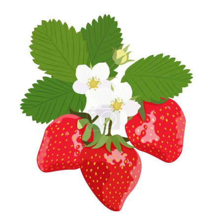 Téléchargez les illustrations : Un buisson de fraises en fleurs avec des baies sur un fond blanc - en licence libre de droit