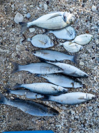 Foto de Surtido recién capturado de doradas y salmonetes grises en la playa. - Imagen libre de derechos