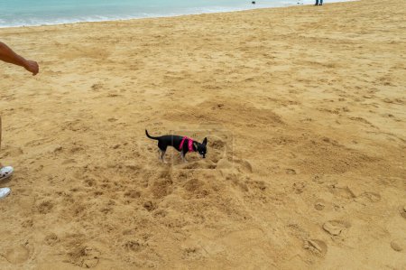 Téléchargez les photos : St Ives.Cornwall. Royaume-Uni 10.01.2023. Un chien se promène sur Porthminister Beach. - en image libre de droit