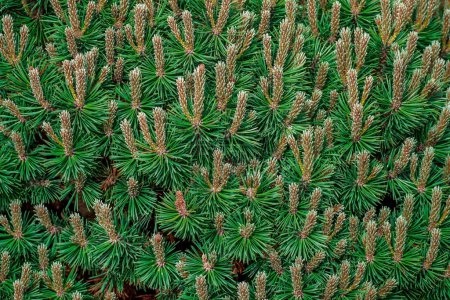 Photo for Green spruce needles texture wallpaper, green natural background. High quality photo - Royalty Free Image
