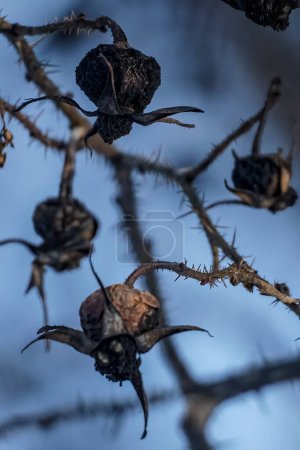 Rosehip bush with thorns and dry rose hips on a blurred background. Rosa canina. Gloomy atmosphere. High quality photo