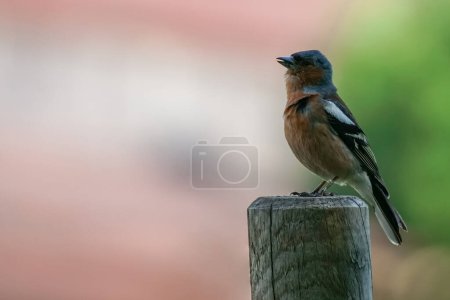 Téléchargez les photos : Finch bird chante assis sur un poteau en bois sur un fond flou. Photo de haute qualité - en image libre de droit