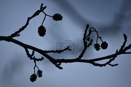 Background with a silhouette of bare alder branch with small cones in springtime. High quality photo