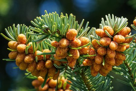 Nordmann Fir - Abies nordmanniana - with orange red staminate cone on branches. High quality photo