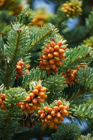 Nordmann Fir - Abies nordmanniana - with orange red staminate cone on branches. High quality photo