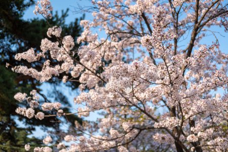 Flores de cerezo en primavera con enfoque suave, en Yeongdeungpo Yeouido Spring Flower Festival en Seúl, Corea del Sur