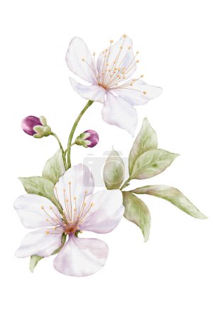 Photo for Watercolor white flower blooming. Cherry blossom bouquet illustration isolated on white background. Suitable for decorative spring festivals, Winter, invitations, or greeting cards. - Royalty Free Image