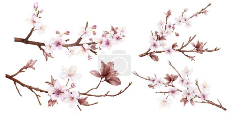 Photo for Set of Watercolor viva magenta cherry blossoms blooming on the branches. Cherry blossom and leaves branch bouquet isolated on white background. Suitable for decorative invitations, posters, or cards. - Royalty Free Image