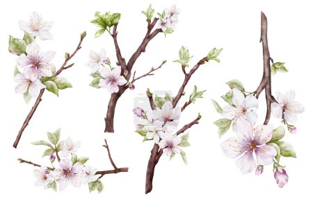 Photo for Set of Watercolor light pink cherry blossoms blooming on the branches. Cherry blossom and leaves branch bouquet isolated on white background. Suitable for decorative invitations, posters, or cards. - Royalty Free Image