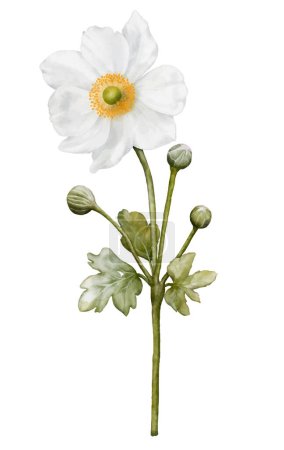 Illustration for Watercolor white flower blooming. Anemones bouquet illustration isolated on white background. Suitable for decorative winter festivals, spring, wedding, invitations, or greeting cards. - Royalty Free Image