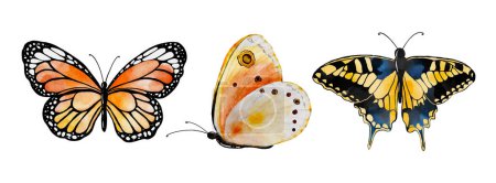 Illustration for Watercolor multicolored butterflies collection, vector butterfly elements on white background. Illustration butterfly suitable for decorating in your design. - Royalty Free Image