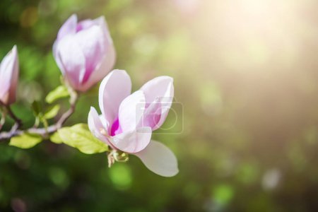Téléchargez les photos : Magnolia arbre fleurissent au printemps. fleurs roses tendres baignant dans la lumière du soleil. temps chaud avril - en image libre de droit