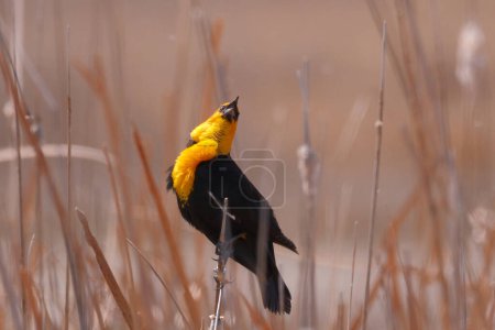 Yellow-headed blackbird xanthocephalus xanthocephalus, in cattails at bear river migratory bird refuge. Quality photo