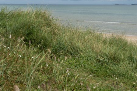 Basse herbe de plage côtière de l'océan vert Ammophila arenaria sous un ciel nuageux bleu clair de faible horizon de vue de dune de sable à Utah Beach. Contexte ou espace de copie. Photo de haute qualité