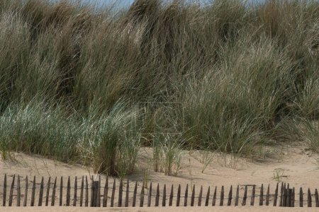Utah Beach in der Normandie, Frankreich. Holzzaun, Gras und Sanddünen. Sonnig mit hellblauem Himmel. Ammophila arenaria Gras auf Sanddünen. Hochwertiges Foto