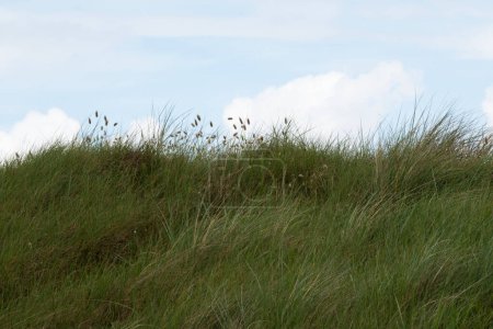 Flat horizontal grass. Green ocean costal beachgrass Ammophila arenaria under light blue cloudy sky on steep sand dune at Utah Beach. Background or copy space. High quality photo
