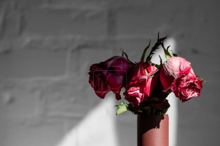Verwelkte rosa Rosen in einer Vase in den harten Sonnenstrahlen vor einem Hintergrund aus weißem Ziegelstein.