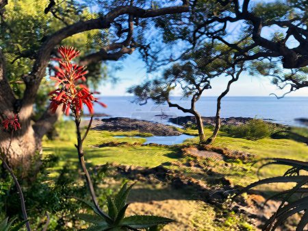 Photo for Colonia del sacramento, uruguay - november 2 2022: lush tropical nature at coast of the Barrio historica of the colonial UNESCO world heritage site - Royalty Free Image