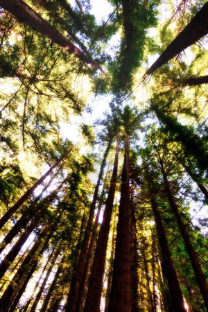 Téléchargez les photos : Laytonville, États-Unis - Février 2020 : une vue en angle bas du séquoia géant aligné à côté de la route "avenue des géants" - en image libre de droit