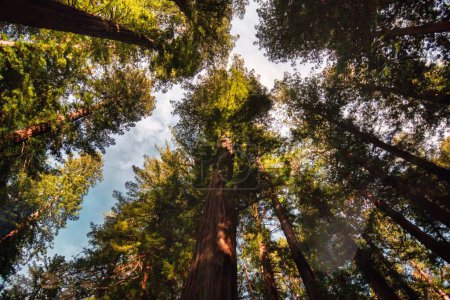 Téléchargez les photos : Laytonville, États-Unis - Février 2020 : une vue en angle bas du séquoia géant aligné à côté de l'avenue routière des géants - en image libre de droit