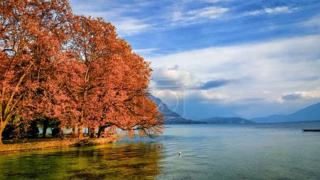 Téléchargez les photos : Annecy, France - 20 octobre 2015 : un arbre à l'automne a des branches suspendues sur le lac d'Annecy - en image libre de droit