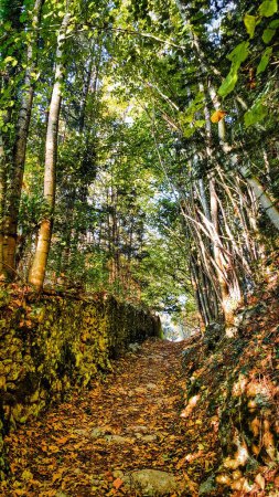 Téléchargez les photos : Menthon Saint Bernard, France - 19 octobre 2015 : Un sentier dans les bois menant au château sur la colline - en image libre de droit