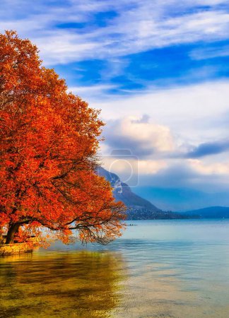 Téléchargez les photos : Annecy, France - 20 octobre 2015 : un arbre à l'automne a des branches suspendues ocker le lac d'Annecy - en image libre de droit
