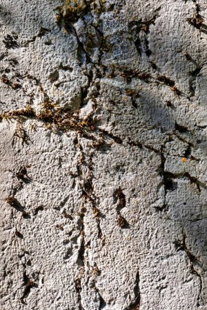 Téléchargez les photos : Talloires, France - 08 septembre 2020 : fissures, mousses et linches effrayantes sur les vieux murs historiques - en image libre de droit