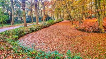 Téléchargez les photos : La Haye, Pays-Bas - 31 octobre 2015 : canaux dans la nature aux Pays-Bas à l'automne avec des feuilles sur l'eau - en image libre de droit