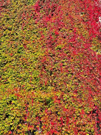 Menthon st Bernard, France - September 29 2021 : a wall covered by green orange and red ivy in typical fall or autumn colors