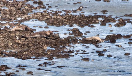 Point Reyes, Vereinigte Staaten - 18. Februar 2012: Seelöwen und Robben ruhen auf den Felsen in der Nähe des Wassers und sind aufgrund der Farbe fast unsichtbar
