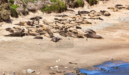 Point Reyes, Vereinigte Staaten - 18. Februar 2012: Seelöwen liegen an den Stränden der Pazifikküste und entspannen sich in der Sonne