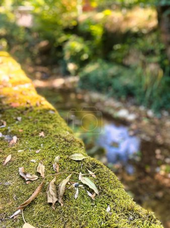 Menthon Saint Bernard, Frankreich - 12. September 2021: Moos und Blätter an einer Steinkante entlang eines Gebirgsbaches oder Flusses in einem kleinen französischen Bergdorf