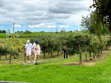 Téléchargez les photos : Port perry, canada - 13 août 2023 : les gens visitent un domaine viticole et marchent et explorent les vignobles - en image libre de droit