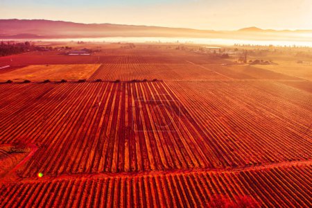 Photo for Napa, United States - February 17 2013 : an aerial view of vine yard fields in Napa during a hot air balloon ride - Royalty Free Image