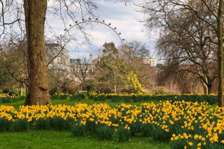 London, United Kingdom - March 6 2022: a view of saint james park next to the mall with daffodils and the London eye in the background