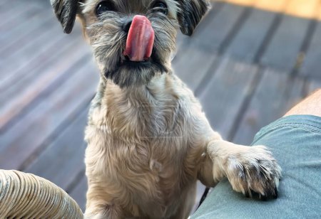 Menthon Saint Bernard, Frankreich - 12. September 2021: Ein kleiner flauschiger Shih Tzu-Hund starrt auf Futter und nimmt Blickkontakt auf, um etwas zu erbetteln