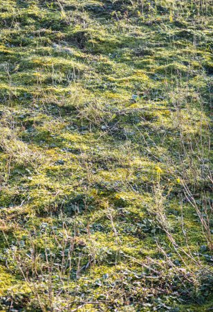 Wassenaar, Niederlande - 06. November 2020: Grünes Gras, Moossand und Felsen an einem Hang im Nationalpark mit Dünen in der Nähe von Den Haag