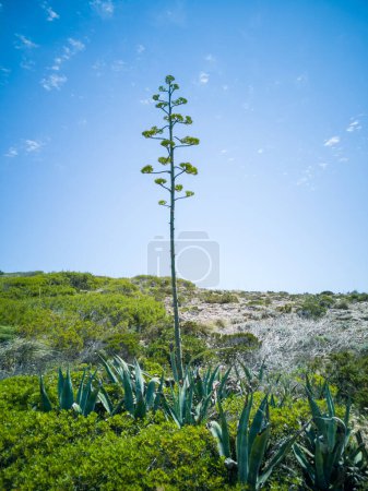 Foto de Flor de agave monumental en Almería, España. - Imagen libre de derechos