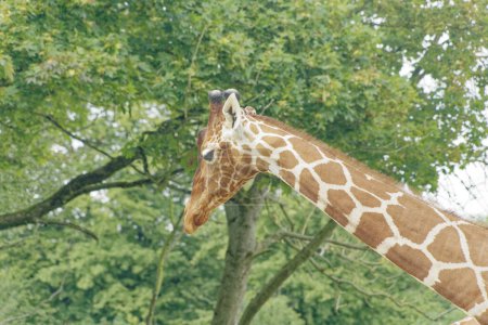 Téléchargez les photos : Jeune girafe réticulée fixant. - en image libre de droit